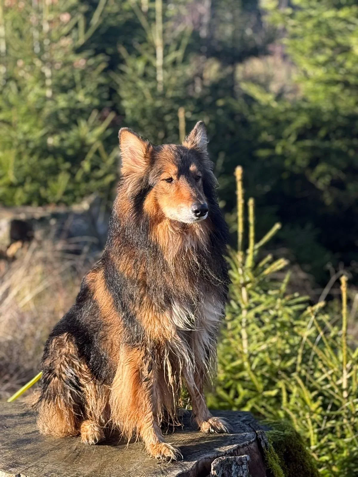 Hund aufmerksam draußen im Grünen