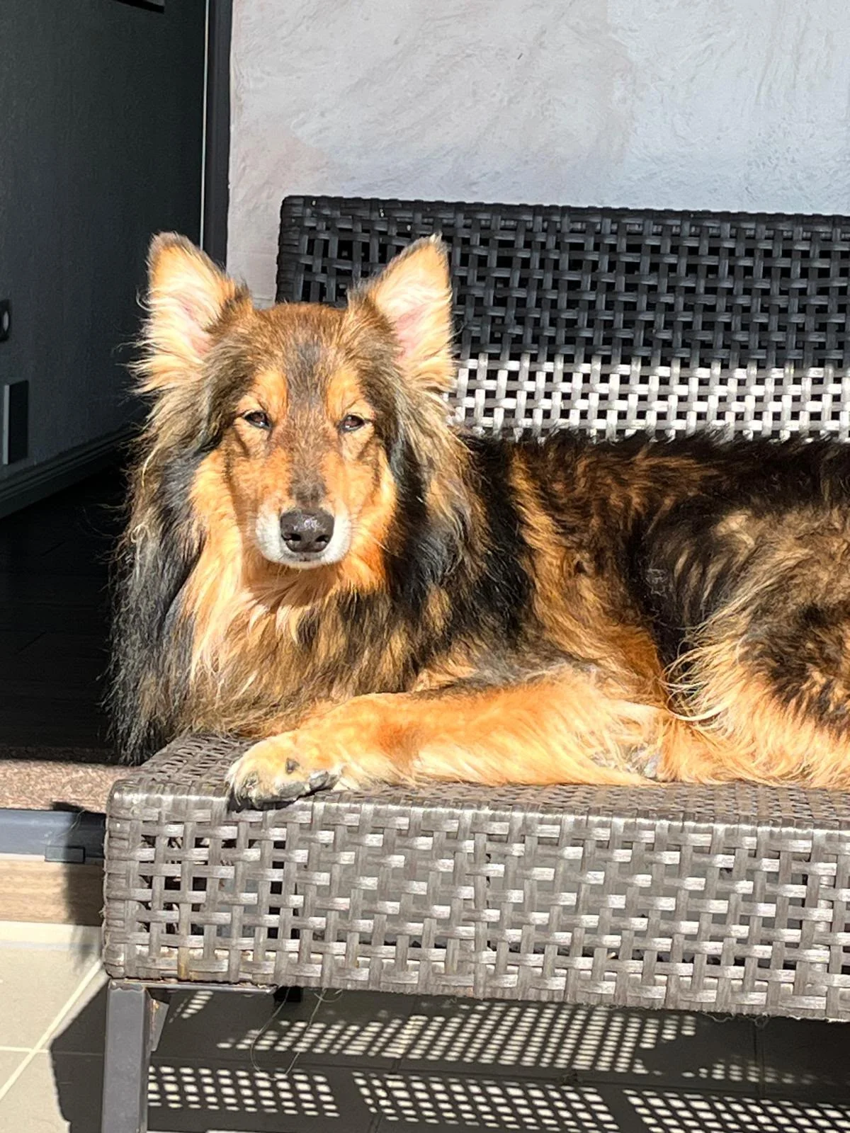Hund entspannt in der Sonne