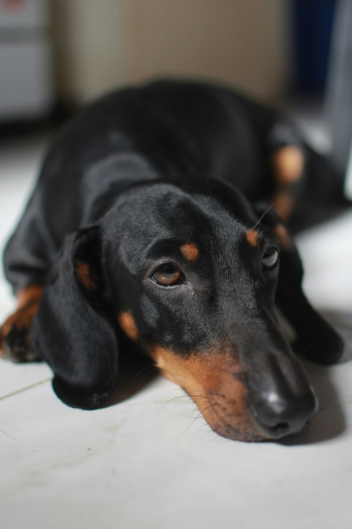 Hund bei Spaß für besondere Fellnasen